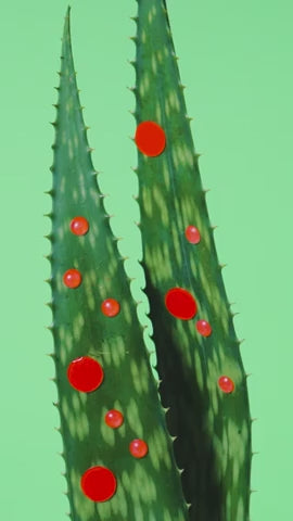 Aloe PDRN Calming Serum